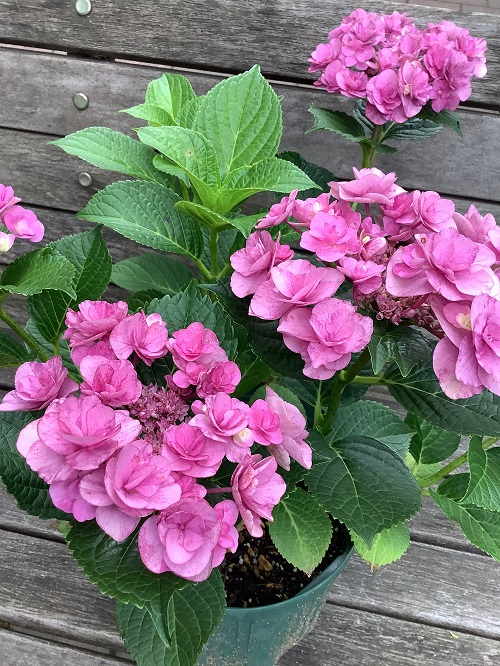 庭園の花便り